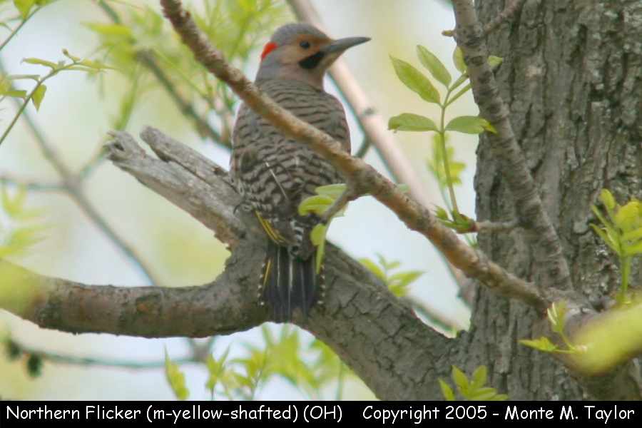 Northern (Yellow-shafted) Flicker -spring male- (Ohio)