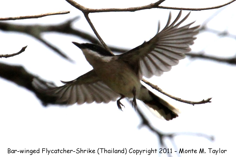 Bar-winged Flycatcher-Shrike -winter male- (Kaeng Krachan National Park, Petchaburi, Thailand)