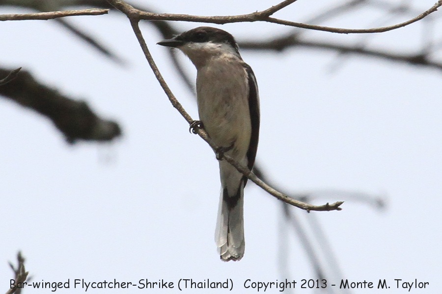 Bar-winged Flycatcher-Shrike -winter male- (Kaeng Krachan National Park, Petchaburi, Thailand)