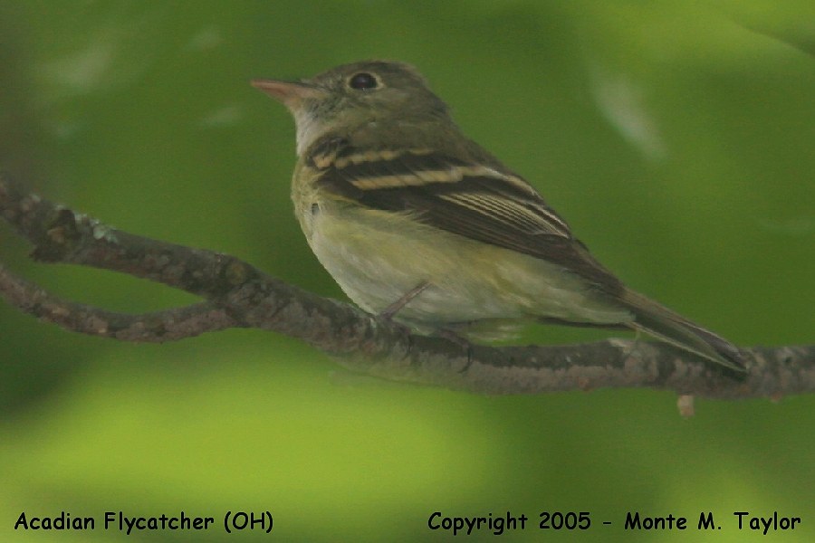 Acadian Flycatcher -spring- (Ohio)