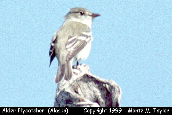 Alder Flycatcher -spring calling and taped- (Alaska)