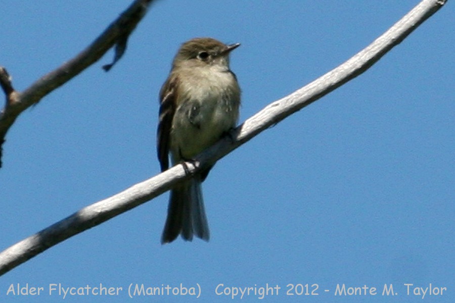 Alder Flycatcher -summer calling and taped- (Manitoba, Canada)