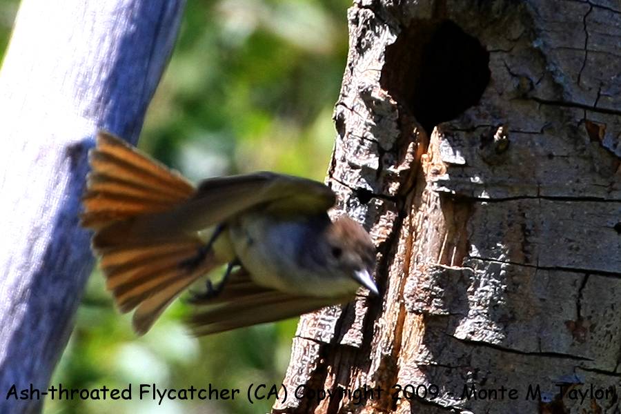 Ash-throated Flycatcher -spring- (California)