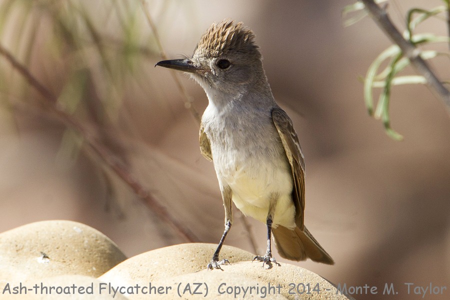 Ash-throated Flycatcher -summer- (Arizona)