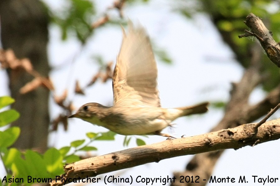 Asian Brown Flycatcher -spring- (Tianjin, China)