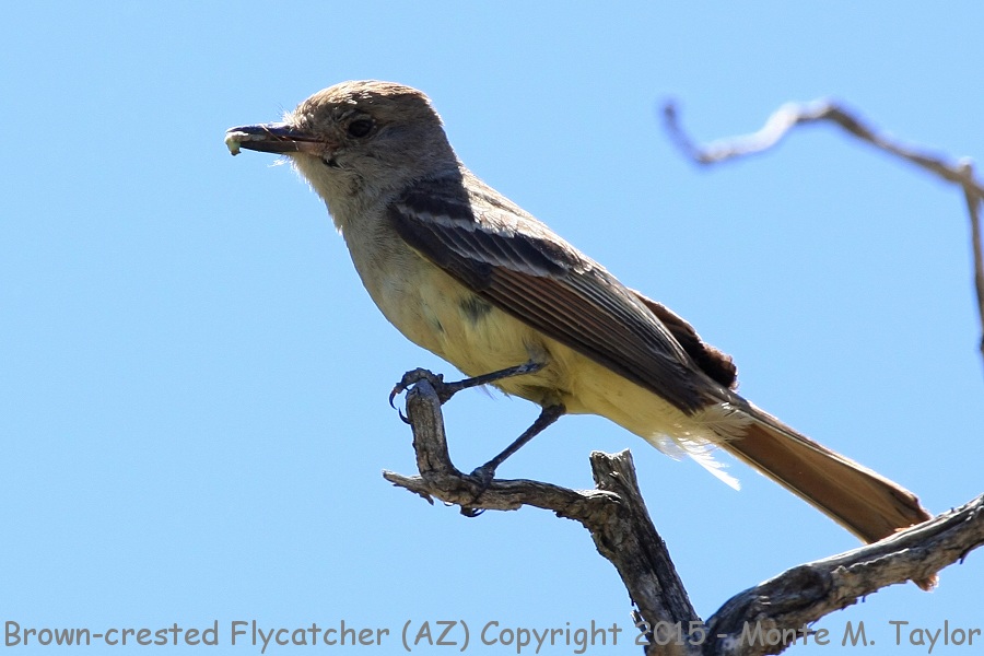 Brown-crested Flycatcher -spring- (Arizona)