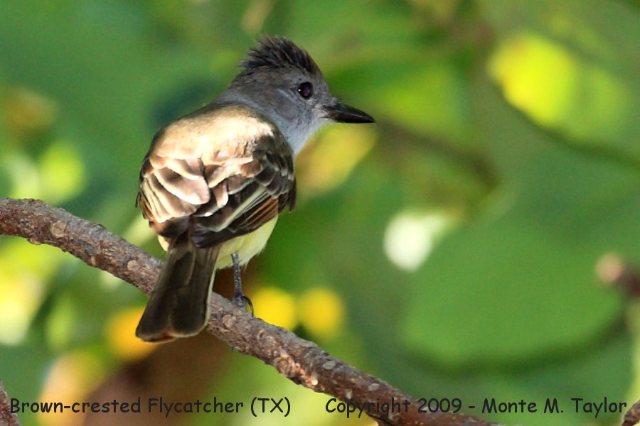 Brown-crested Flycatcher -spring- (Texas)