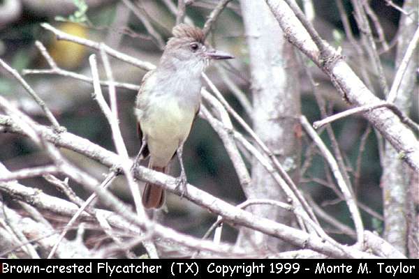 Brown-crested Flycatcher -spring- (Texas)