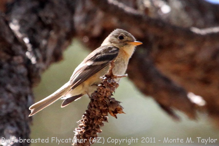 Buff-breasted Flycatcher -spring- (Huachuca Mtns, Arizona)
