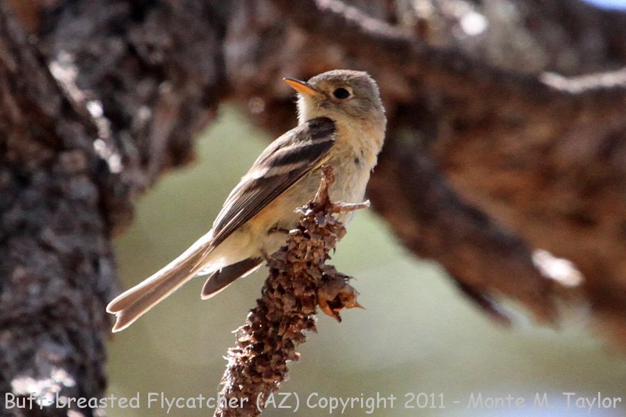 Buff-breasted Flycatcher -spring- (Huachuca Mtns, Arizona)