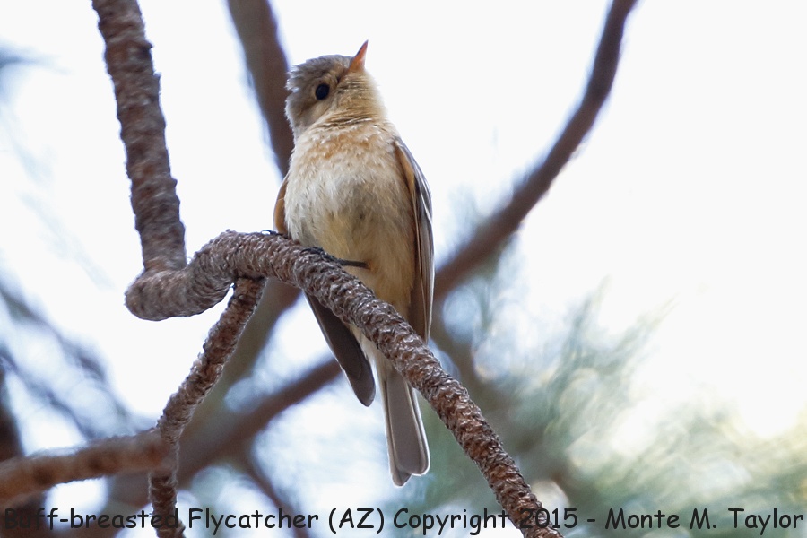 Buff-breasted Flycatcher -spring- (Arizona)