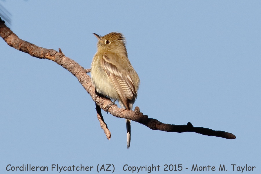Cordilleran Flycatcher -spring- (Arizona)