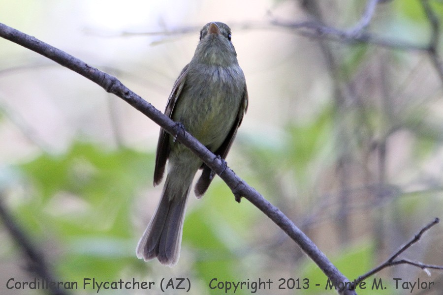 Cordilleran Flycatcher -spring- (Arizona)