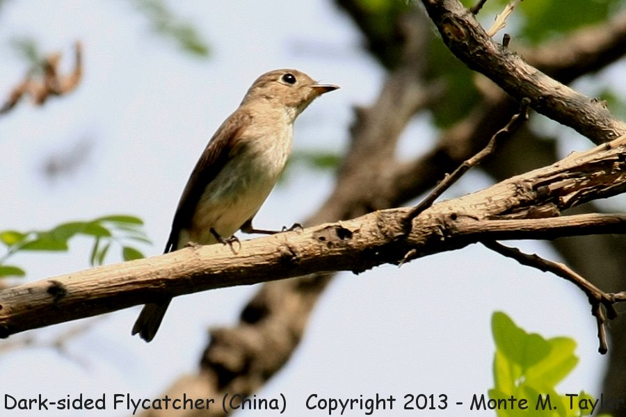 Dark-sided Flycatcher -spring- (Tianjin, China)