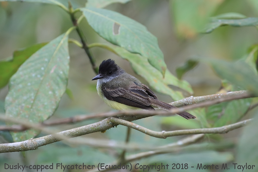  Dusky-capped Flycatcher -November- (Ecuador)