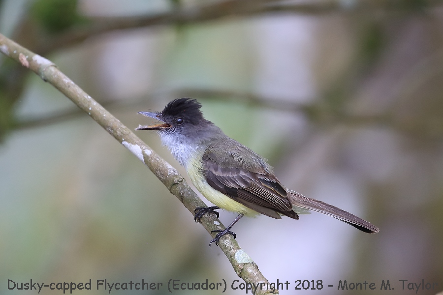 Dusky-capped Flycatcher -November- (Ecuador)