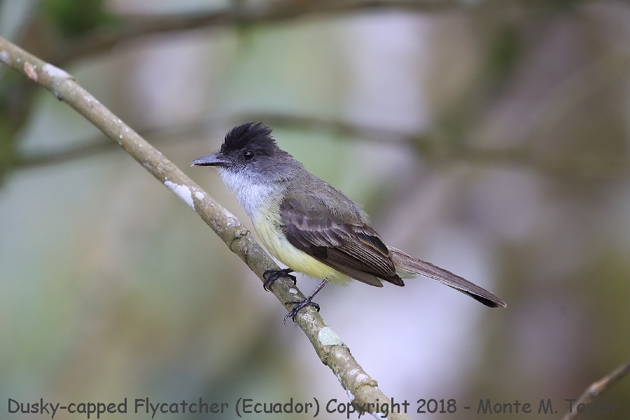 Dusky-capped Flycatcher -November- (Ecuador)