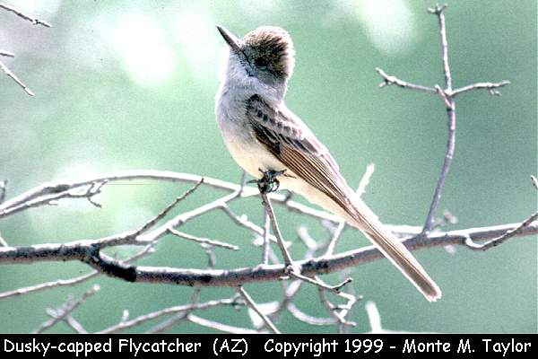 Dusky-capped Flycatcher -spring- (Arizona)