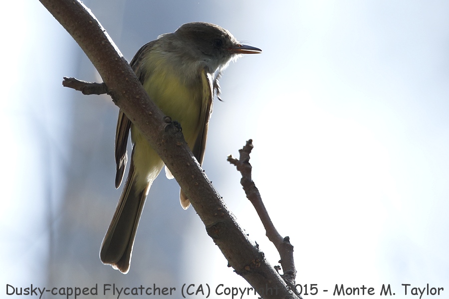  Dusky-capped Flycatcher -spring- (California)