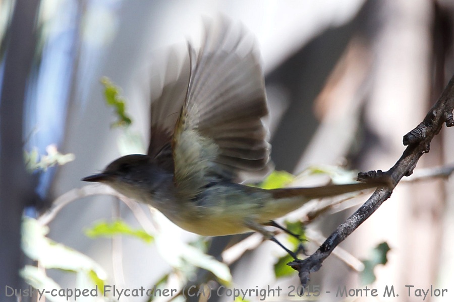 Dusky-capped Flycatcher -spring- (California)