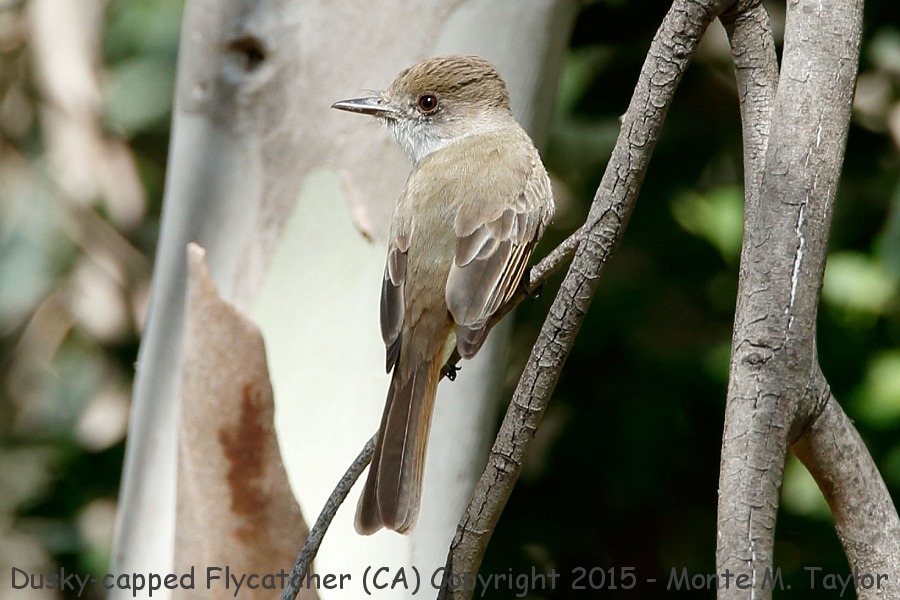 Dusky-capped Flycatcher -spring- (California)