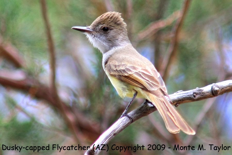 Dusky-capped Flycatcher -summer- (Arizona)