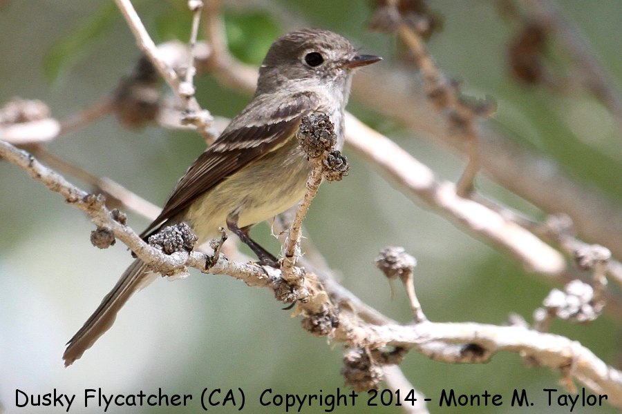 Dusky Flycatcher -spring- (Galileo Hill, California)