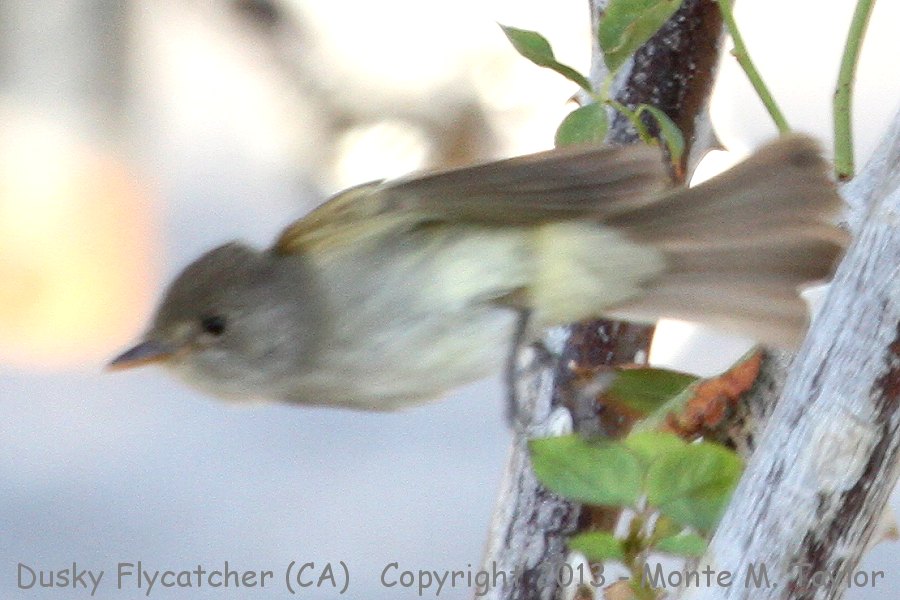 Dusky Flycatcher -spring- (California)