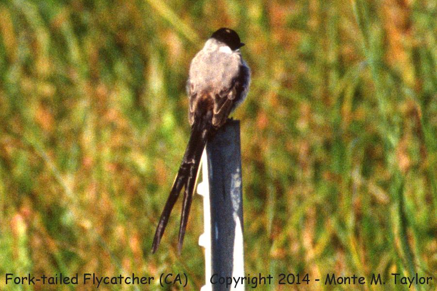 Fork-tailed Flycatcher -Sept 5th, 1992- (near Bodega Bay, Jenner, California)
