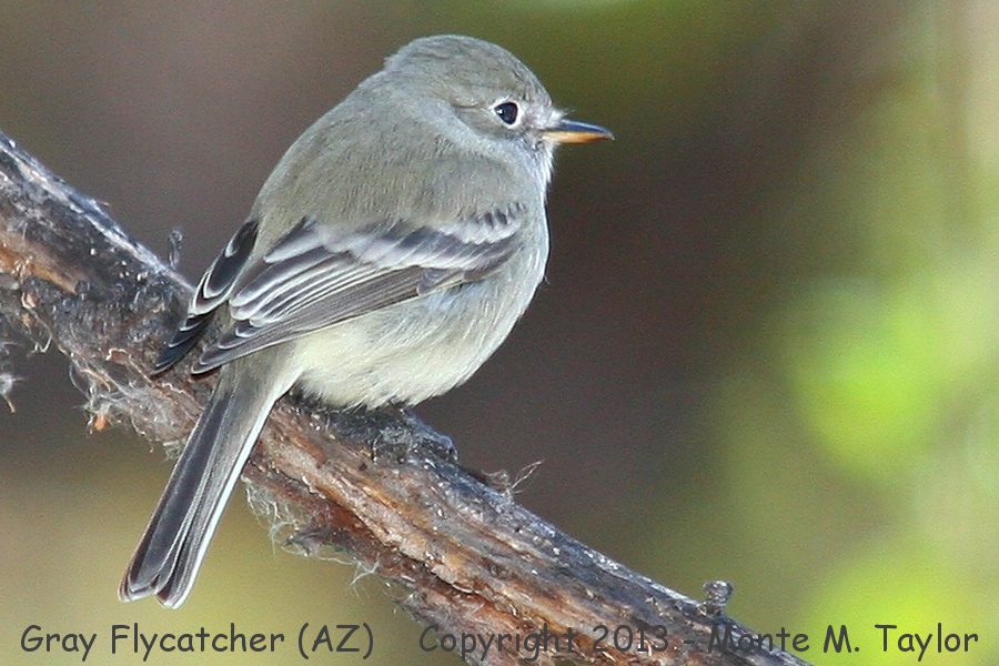 Gray Flycatcher -winter- (Arizona)