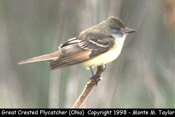 Great Crested Flycatcher -spring- (Ohio)