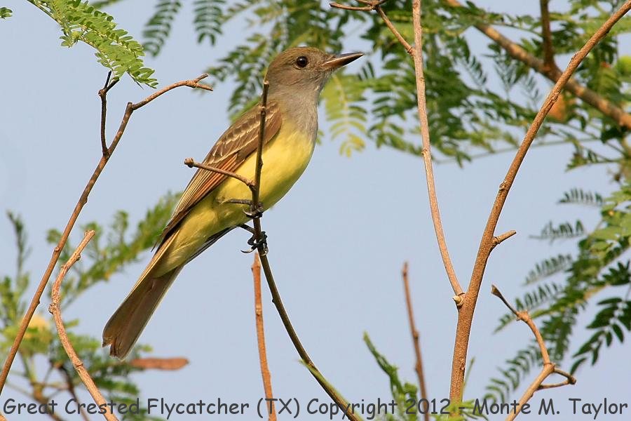 Great Crested Flycatcher -spring- (Texas)