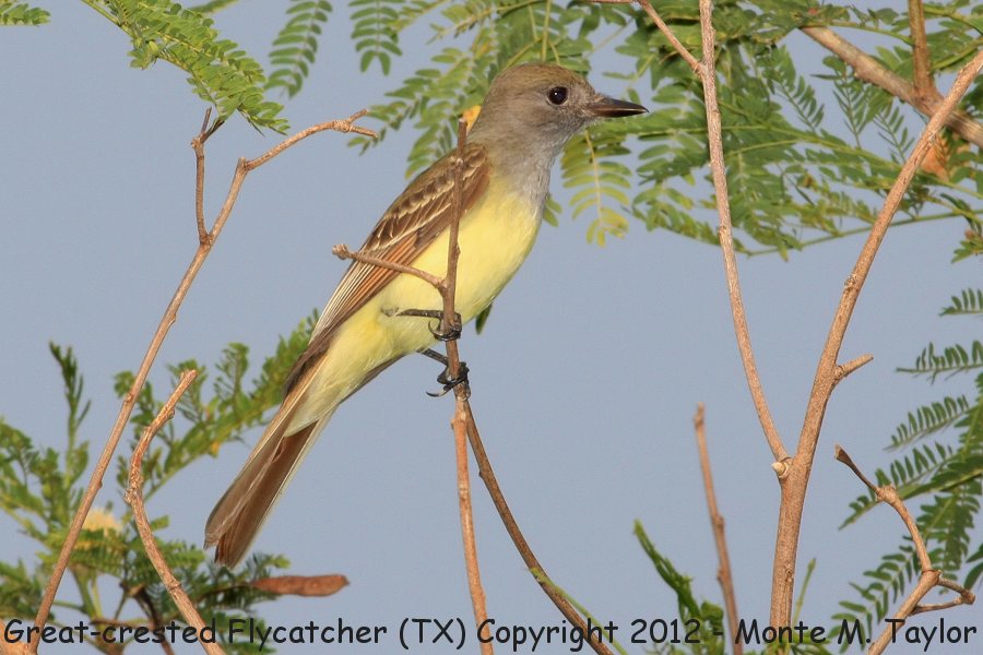 Great Crested Flycatcher -spring- (Texas)