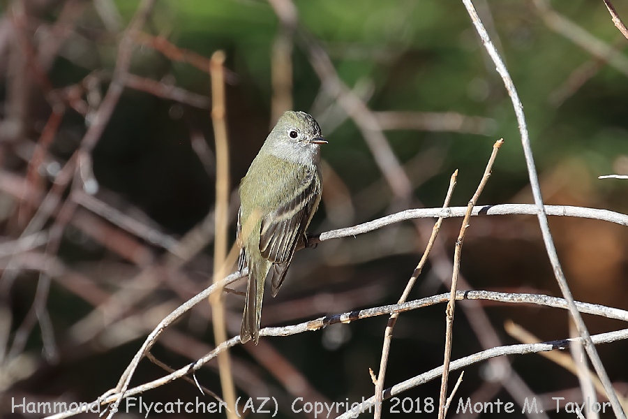 Hammond's Flycatcher -winter- (Arizona)
