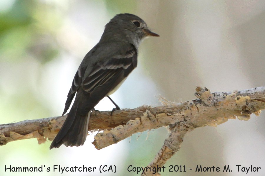 Hammond's Flycatcher -spring- (Galileo Hill, California)