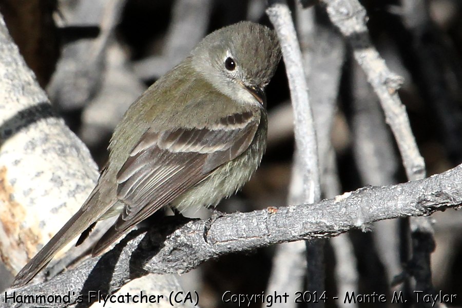 Hammond's Flycatcher -spring- (California)