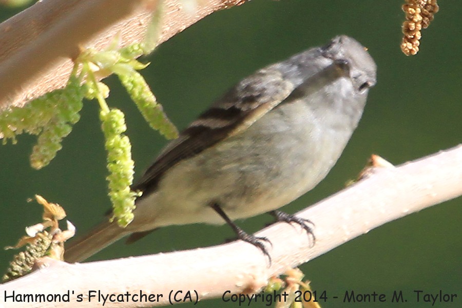 Hammond's Flycatcher -spring- (California)