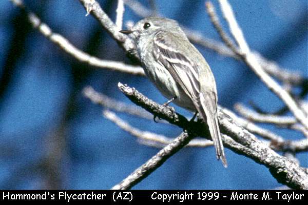 Hammond's Flycatcher -summer- (Arizona)