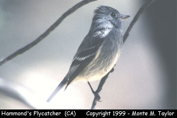 Hammond's Flycatcher -summer- (Yosemite National Park, California)