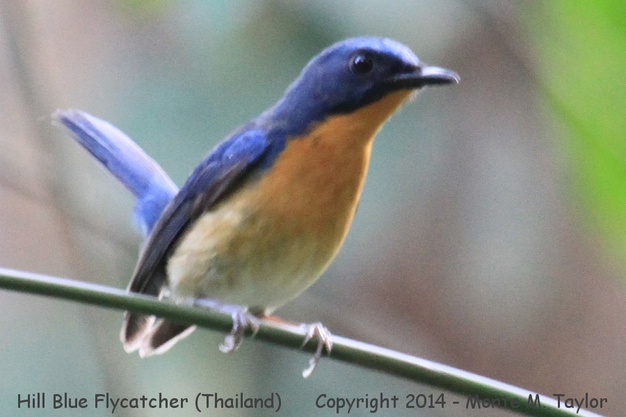 Hill Blue Flycatcher -winter- (Kaeng Krachan National Park, Petchaburi, Thailand)