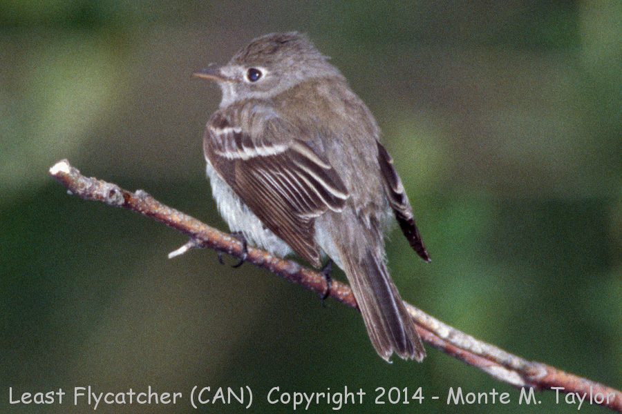 Least Flycatcher -spring- (Point Pelee, Ontario, Canada)