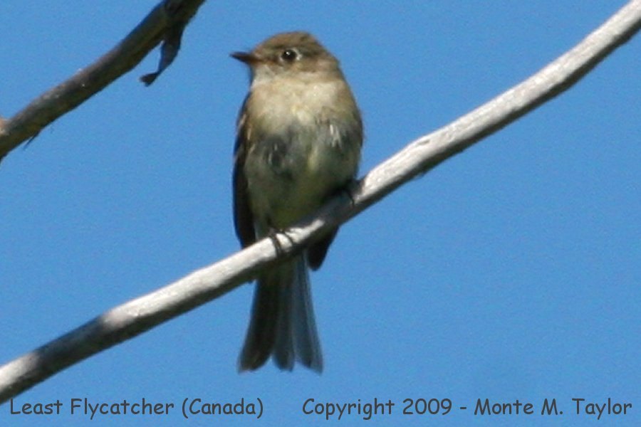 Least Flycatcher -summer- (Manitoba, Canada)