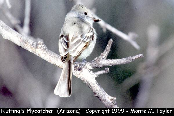 Nutting's Flycatcher -Dec 26th, 1997- (Nuttings Wash, Patagonia Lake, Arizona)Nutting's Flycatcher -summer- (Nuttings Wash, Patagonia Lake, Arizona)