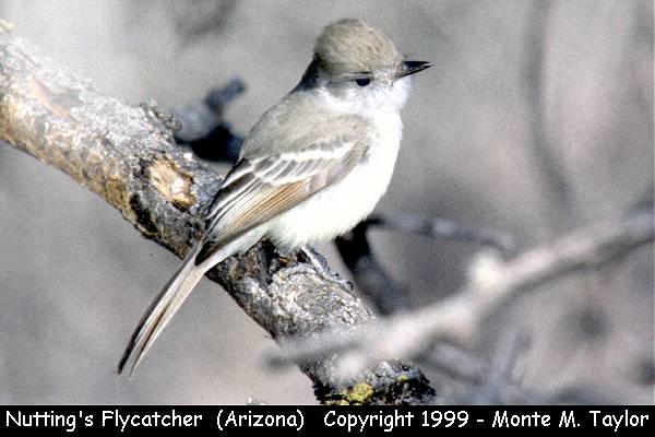 Nutting's Flycatcher -Dec 26th, 1997- (Nuttings Wash, Patagonia Lake, Arizona)