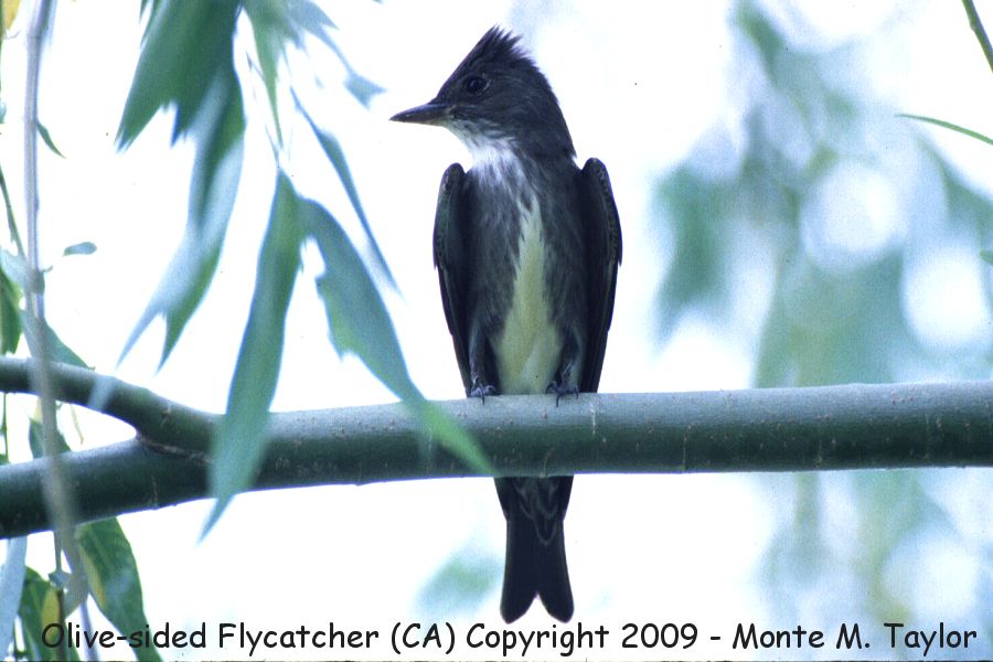 Olive-sided Flycatcher -fall- (Galileo Hill, California)