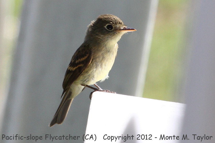 Pacific-slope Flycatcher -fall- (California)