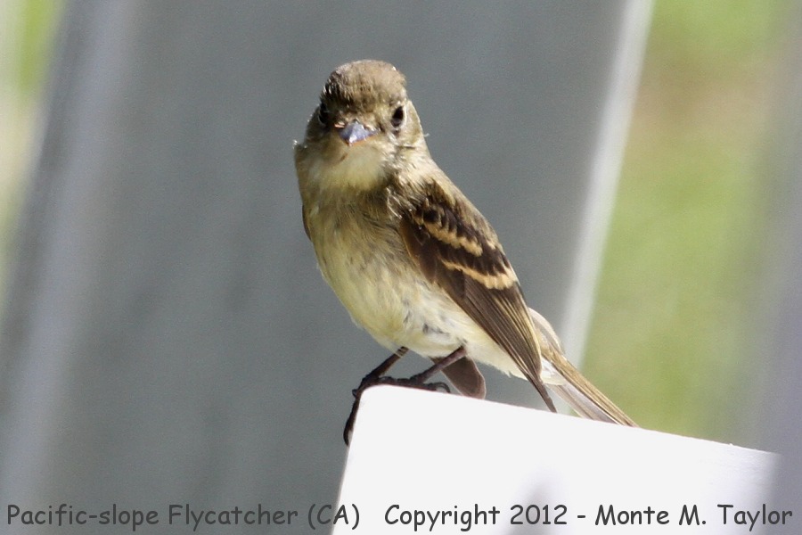 Pacific-slope Flycatcher -fall- (California)