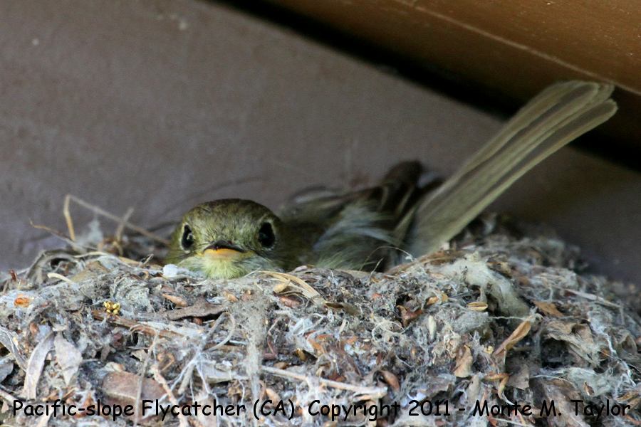 Pacific-slope Flycatcher -spring mama on nest- (California)