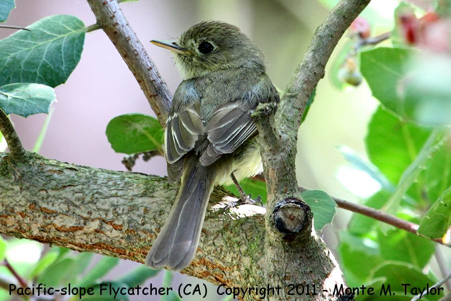 Pacific-slope Flycatcher -spring- (California)