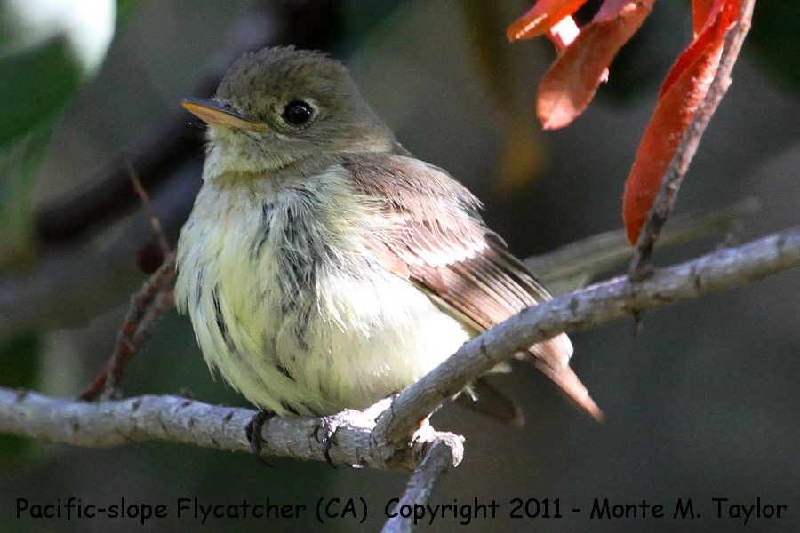 Pacific-slope Flycatcher -spring- (California)